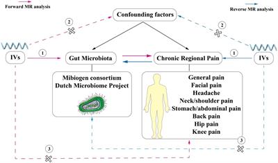 The causality between gut microbiome and chronic regional pain: a Mendelian randomization analysis